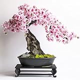 20+ Japanese Cherry Blossoms Seeds Rare Bonsai