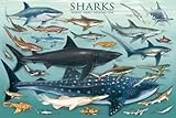 Sharks Poster