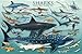 Sharks Poster