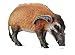 Collecta Wildlife Red River Hog Toy Figure - Authentic Hand Painted Model