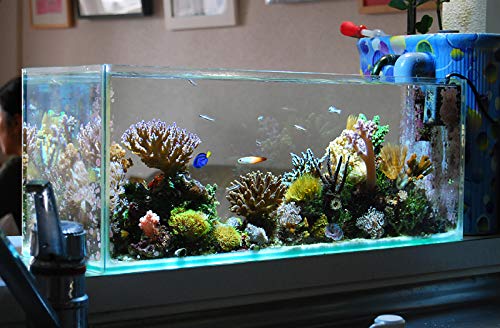 Buy Parko Home Decoration Turtle Aquarium Tank Beautiful Fashion