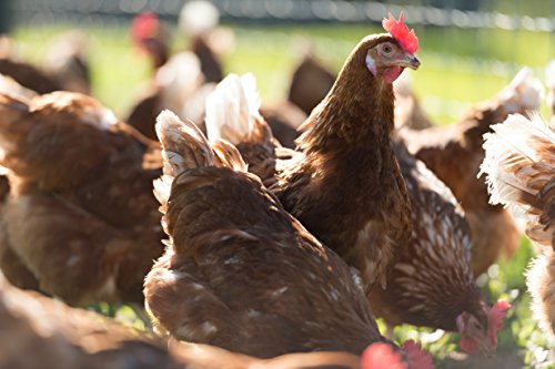 5 Organic+Valley+Free+Range+Large+Brown