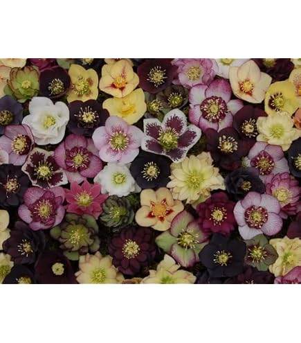 Amazon.com : 15 Lenten Rose Seeds for Planting - Helleborus orientalis -  Rare Flower : Patio, Lawn & Garden