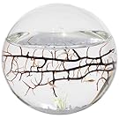 EcoSphere Closed Aquatic Ecosystem, Small Sphere