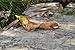 Top Collection Enchanted Story Fairy Garden Sleeping Fairy Baby with Bird Outdoor Statue