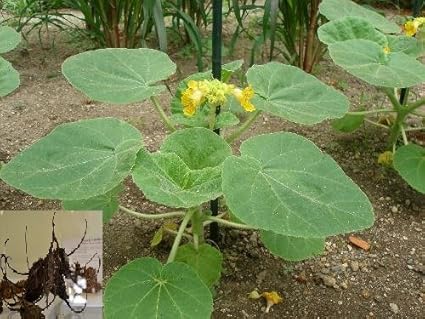 Lbicella Lutea Griffe Du Diable Protocarnivorous Diablo Plante 5 Rare Graines Amazon Ca Terrasse Et Jardin