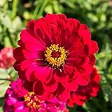 David's Garden Seeds Flower Zinnia Solid Color