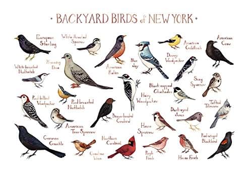 Amazon.com: Backyard Birds of New York Field Guide Art Print: Handmade