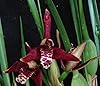 Orchid Insanity Coconut Pie Fragrance Orchid -- Maxillaria Tenuifolia -- Very Easy to Grow