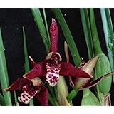 Orchid Insanity Coconut Pie Fragrance Orchid -- Maxillaria Tenuifolia -- Very Easy to Grow