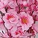 Soledi Artificial Peach Bouquet 10 Bunch Blossom Flower for Home Office Decor Pink
