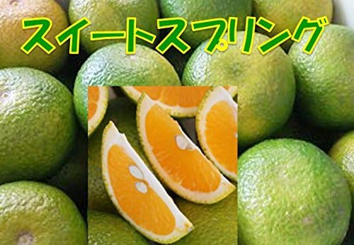 Amazon 鹿児島県産 スイートスプリング 1箱 5kg入り スター鹿児島 みかん 柑橘類 通販