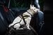 Julius-K9 Seat Belt Connector for Dogs Under 55 Lbs Under 25 Kg Safety Seat Belt