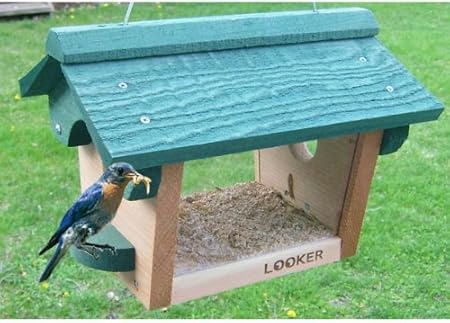Amazon Com Bluebird Feeder Bird Feeders Bluebirds Meal