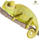 6 feet Animal Vine - Twistable, Bendable Branch - Creates Natural-looking Habitat for Reptiles and Amphibians - Décor & Climbing Toy for Chameleons, Tree Frogs, Geckos - 5 Suction Cups Included