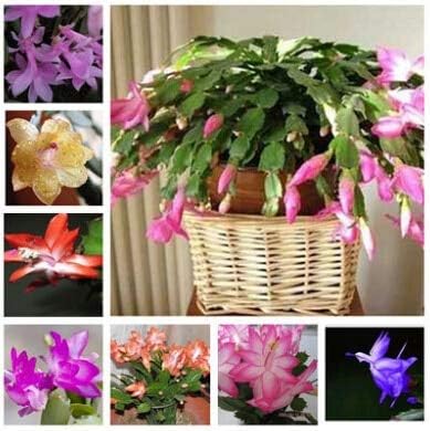 YOUPANGPANG 20pcs/Bag Beautiful Zygocactus Truncatus, schlumbergera Plants Easy to Grow Indoor Potted Plants Free Shipping