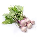 Turnip
