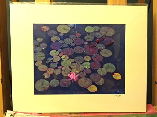 Photograph of Water lilies CO Matted 16" x 20" actual size 11" x 14" By Sandy
