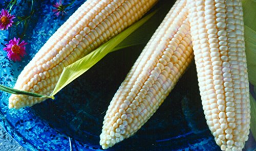 Maize zea mays. Мраморная кукуруза. Zea mays corn oil формула. Zea mays ssp. Zea mays corn starch.