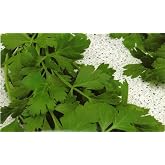 500+ Parsley Seeds- Gigante di Napoli- Herb Seeds