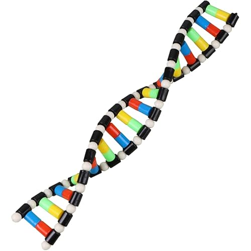 iplusmile DNA Double Helix Structure Models Kit Biological Science ...