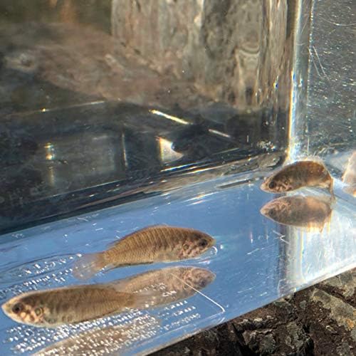 Amazon 淡水魚 チョウセンブナ 1匹 生体 川村淡水魚販売 観賞魚 水中生物 通販