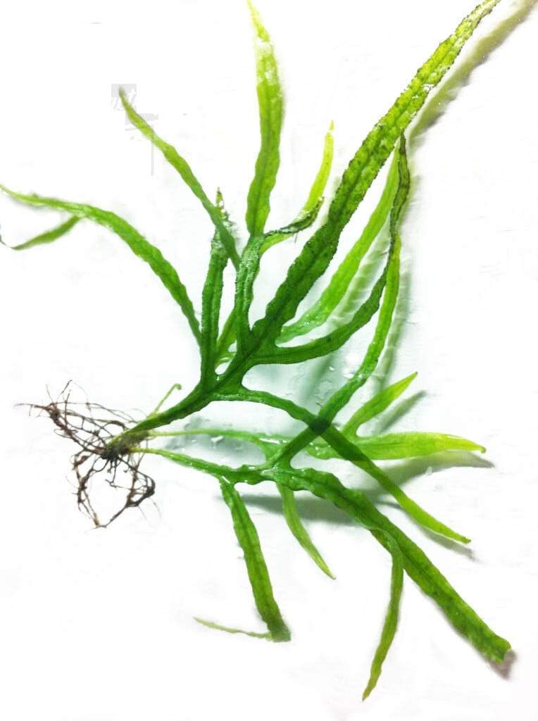 Live Aquarium Plants - Microsorum Pteropus Trident Java Fern Loose Freshwater – M2
