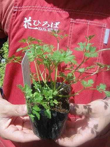 Amazon Co Jp ハーブ 苗 イタリアンパセリ 3号ポット苗 ホーム キッチン