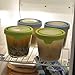 Anchor Hocking Trueseal Glass Food Storage Containers Airtight Lids, 3.5 Cup Tall, Green -