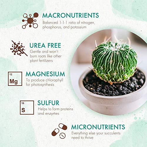 Succulents & Cactus Plant Food Gentle Long Lasting Formula, Slow