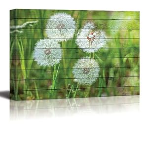 Dandelions on Green Lawn Over a Wood Panel Texture - Canvas Art Home Art - 12x18 inches