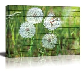 Dandelions on Green Lawn Over a Wood Panel Texture