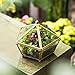 NCYP Small Geometric Vintage Glass Jewelry Box, Gold Succelent Plants Terrarium with Swing Lid, Pentagon Shape Clear Metal Brass Display Planter for Wedding Decoration (No Plants, Terrarium Only)
