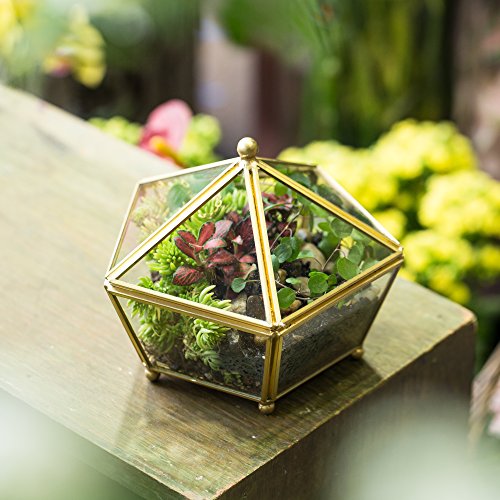 NCYP Vintage Decorative Jewelry Chest Geometric Terrarium Window Box Storage Display Case Pentagon Shape Clear Glass and Brass Tone Air Plant Planter Geo Metal Slanted Top Swing Lid