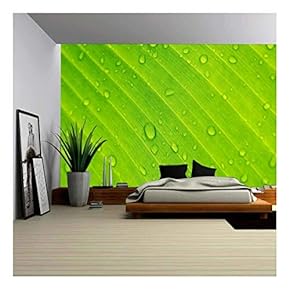 Closeup Drops of Water Under Banana Leaf Texture - Removable Wall Mural | Self-Adhesive Large Wallpaper - 66x96 inches