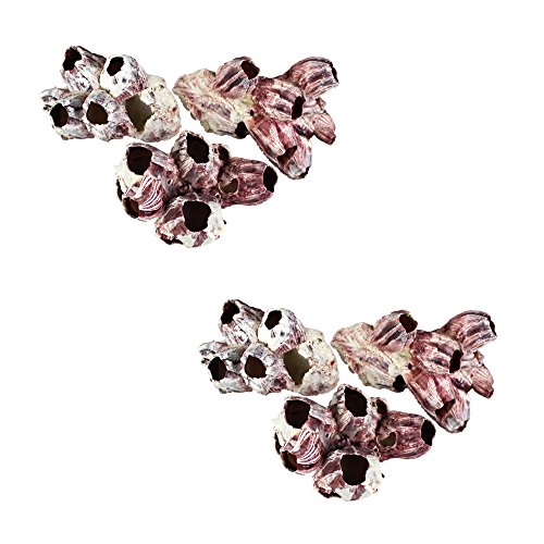 NW Wholesaler Natural Large Purple Barnacles – Pack of 6 Barnacles – 4-7 Inches Each – for Ocean or Beach Décor, Aquariums, Terrariums, Air Plants and Arts & Crafts Projects