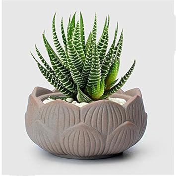 Buy Small Lotus Ceramic Garden Supplies Pottery Mini Pot Flower Planter Pots Decorative Succulent Pots Terracotta Online At Low Prices In India Amazon In