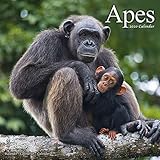 Wildlife Calendar - Gorilla Calendar - Calendars 2019 - 2020 Wall Calendars - Animal Calendar - Apes by 