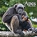 Wildlife Calendar - Gorilla Calendar - Calendars 2019 - 2020 Wall Calendars - Animal Calendar - Apes by 