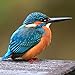 2020 Tropical Birds Calendar 16 Month 12 x 12 Wall Calendar by Bright Day Calendars (Bird Collection) (Tropical Birds 2019)