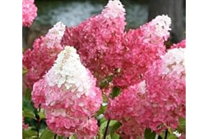 NEW LIFE NURSERY & GARDEN Vanilla Strawberry Hydrangea - Live Plant - Full Gallon Pot