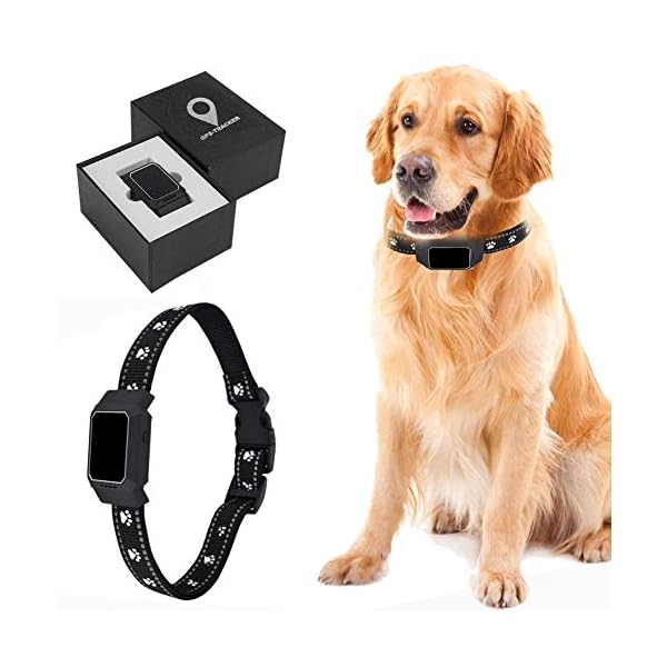 real time cat tracker