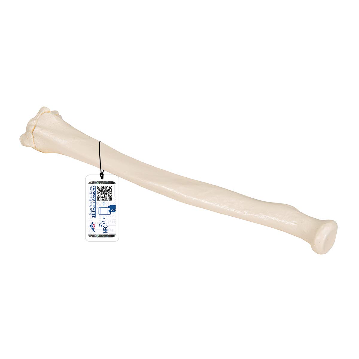 3B Scientific Radius Model + free Anatomy App - 3B Smart Anatomy