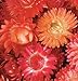 David's Garden Seeds Flower Strawflower Apricot/Peach Mix D1574 (Multi) 500 Open Pollinated Seeds