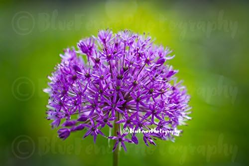 Purple Allium, Firework Flower, Violet, Nature Photography, Flower Print, Macro, Floral, Bathroom, Bedroom, Wall Art, Nursery, Sizes Available from 5x7 to 20x30.