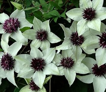 Amazon クレマチス 苗 フロリダ テッセン 白 紫2色系 花