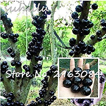 PlenTree Ornamental Plant Plinia Cauliflora Seeds 100Pcs Family Myrtaceae Jabuticaba Fruit Seeds Novel Plant Brazilian Grape Tree Seeds