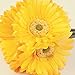 S.Ena, 1 Branch 1 Head Artificial Silk Fake Flowers Gerbera Daisy Wedding Floral Home Decor Bouquet Birthday Party DIY, Pack of 7 (Yellow)