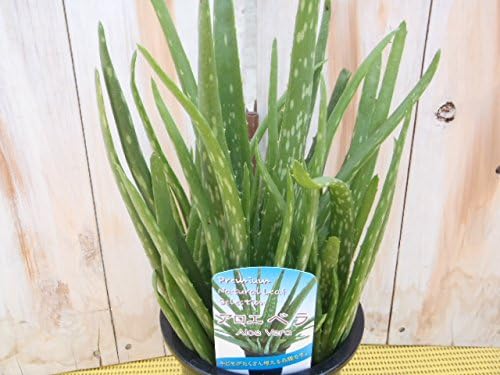 Amazon アロエベラ 食用アロエ ジュース 万能薬 4号鉢 観葉植物 オンライン通販