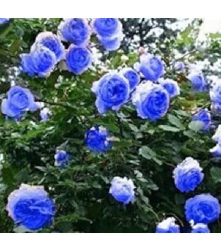 Amazon.com : Fresh 100Pcs Blue Climbing Rose Flower Seeds